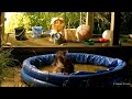 Owl has hoot - by cooling off in a children's paddling pool