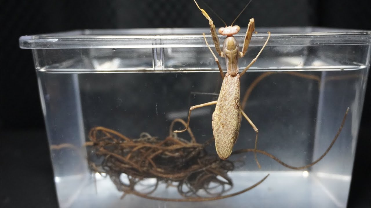 約30匹のカマキリの寄生率をチェックしたらえげつない量出てきた - YouTube