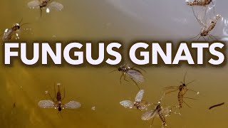 Fungus Gnats Natural Killer 100 Percent Effective!
