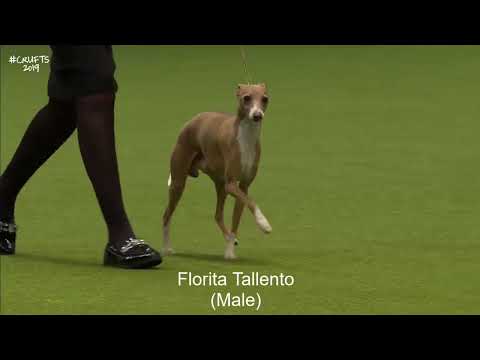 Best of Breed,