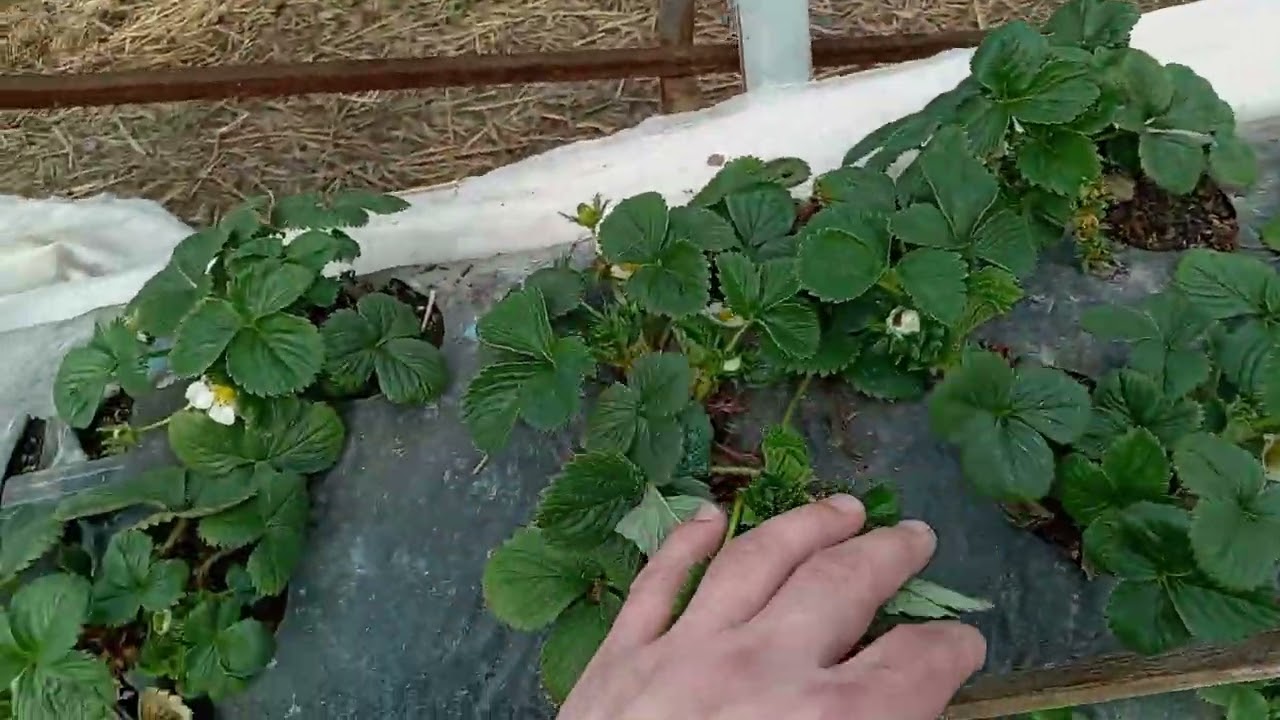 выращивание клубники на малообъемке