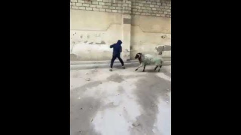 شاااهد الخروف سعدوون يجري ورا الناس😂😂
