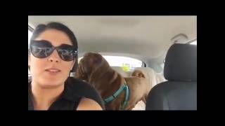 Information Funny shar pei compilation video #1 Update