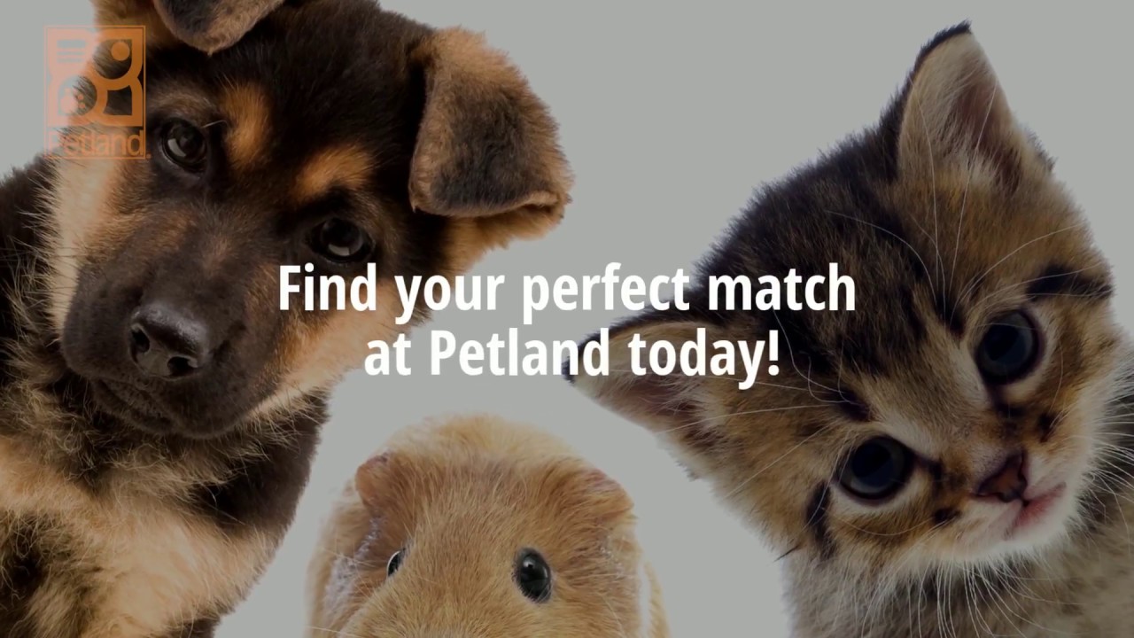Our Petland Pets YouTube