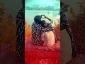 sundari sundari tuz nam kai h