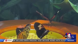 Butterfly populations in the West dropping
