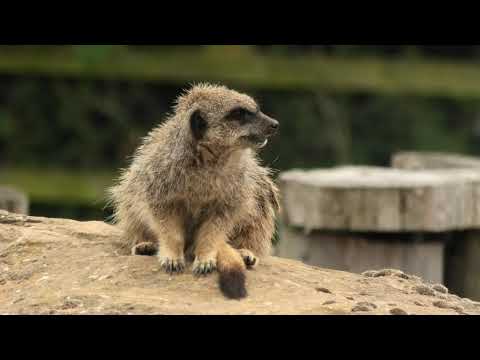 Yorkshire Wildlife Park - 24th June 2022