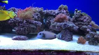 180 70 70 Reef tank screenshot 5