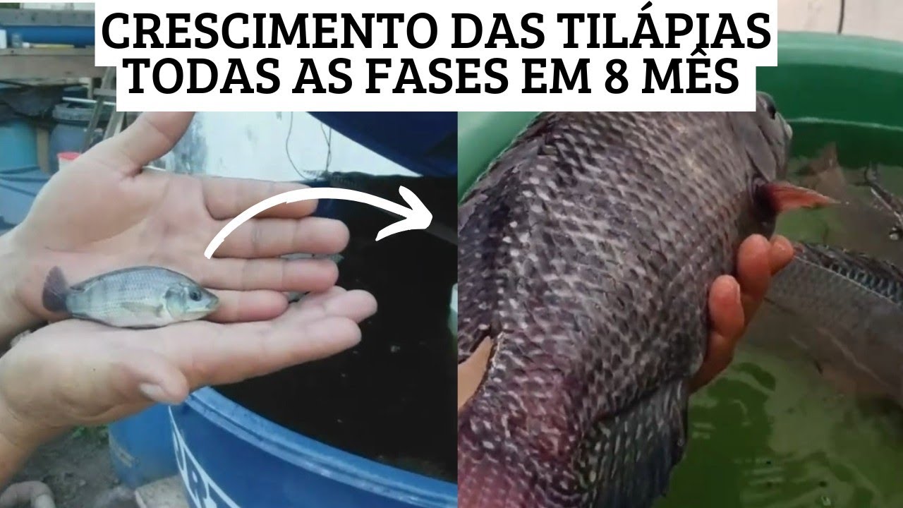 Criação de tilápia em caixa d'água: Passo a Passo Crescimento do Alevino ao abate!