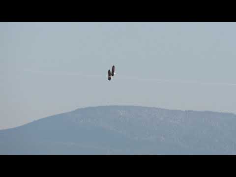 A pair of Bald eagles tandem flight