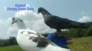 Perdanan Merpati Free fly || #Part 1 @mergo doro swb