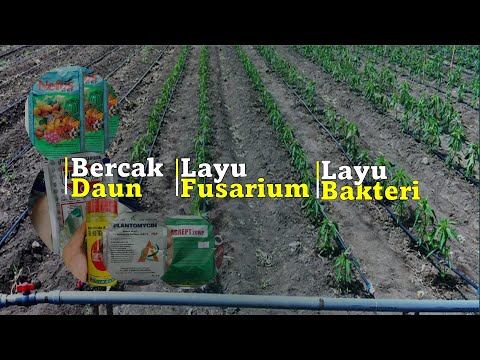 Video: Penyakit Bercak Daun Bakteri - Penyebab Bercak Daun Bakteri