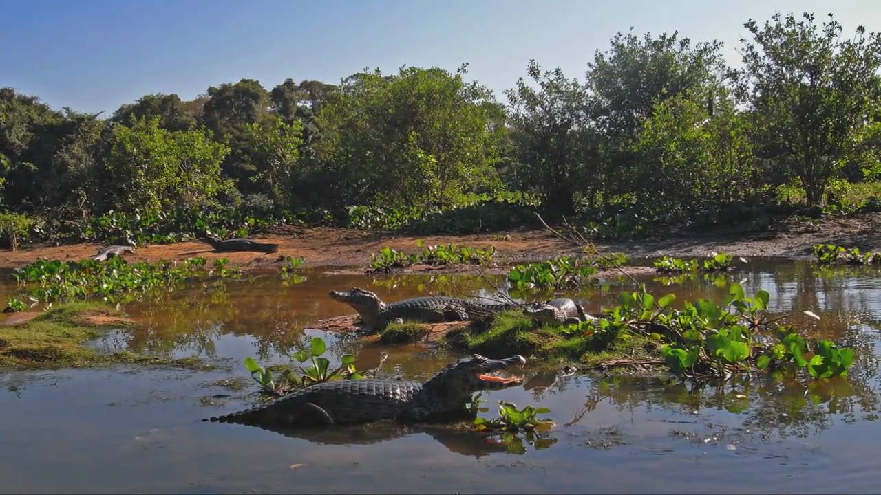 Watch Peter A. Schmid: Pantanal on YouTube Watch Peter A. Schmid: Pantanal on YouTube