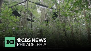As average temperatures get warmer, what does this mean for our forests around the world?