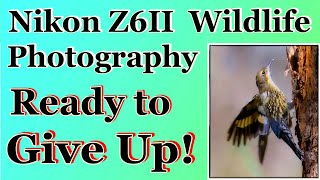 Nikon Z6II Wildlife Photography - Ready to Give Up