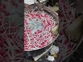 Successful Repair and Automation Upgrade of the Lollipop Packing Machine. #chattisgarh #raipur