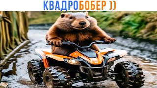 видео: КВАДРОБОБЕР ))) | Приколы | Мемозг 1501 картинка: КВАДРОБОБЕР ))) | Приколы | Мемозг 1501