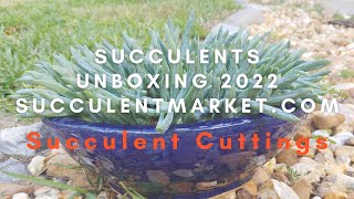 Succulent Unboxing 2022 Succulent Market Cuttings