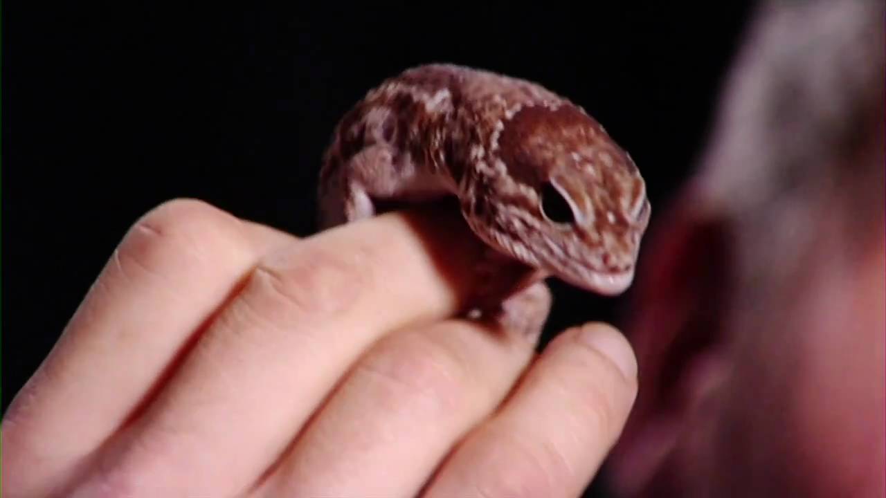 Amazing adaptations of lizards - YouTube