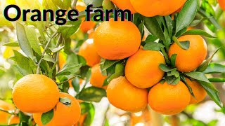 Orange Farm - Harvesting, Growing And Processing of Oranges - Field Fruit Farm