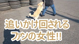 遊びに来たファンの女性を追いかけまわす大型犬。ゴールデンレトリバーティト