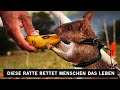 Wie diese Super Ratte Menschen das Leben rettet!