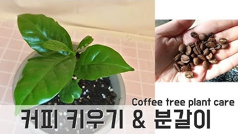커피나무 키우기 & 분갈이 / Coffee tree plant care