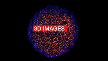 More Power, More Flexibility, More Speed: Make Way for More with Invitrogen EVOS M7000 Microscope