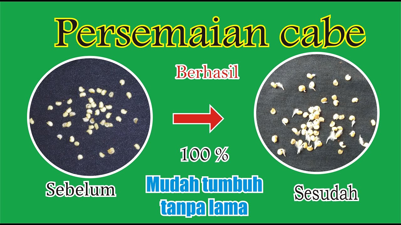 Cara menyemai cabe agar cepat tumbuh 