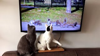 ? Funny Cats and Dogs Funny Reaction to Watching TV. Awesome Funny Pet Animals Videos ?
