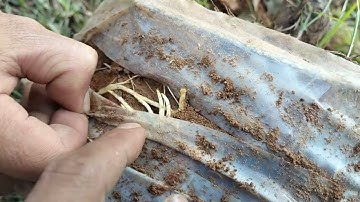 Cách bó bầu cho cây Đào Tết không bị chột khi đánh cây đi bán