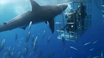 Cận cảnh cá mập tấn công người và tự chết