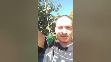 Giant Green June Bug Flys on a String