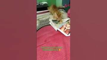pudra pudra pudraaaa | vadivelu comedy #simba #catlover #simbathelionking #vadivelucomedy #kitten