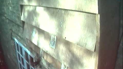 Goings on at a Swift colony nest-box