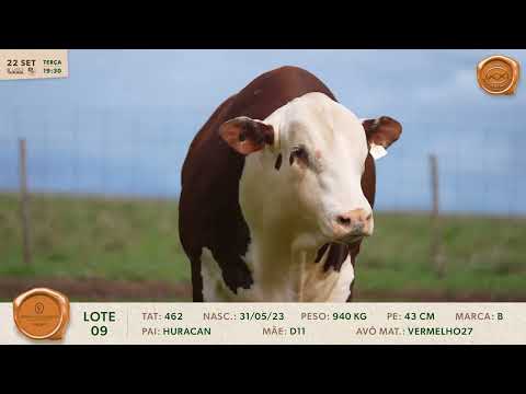 LOTE 09 | 462 | BRAFORD FIRMADO 2026