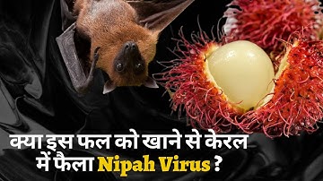 contain deadly Nipah virus outbreak in India | nipah virus outbreak in kerala