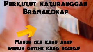 Misteri Perkutut katuranggan Bramakokap ❗