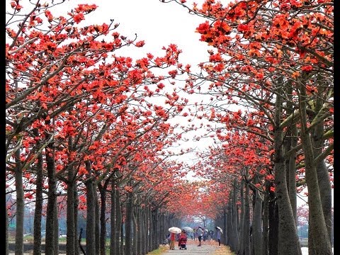 戀戀木棉道 台南林初埤木棉花道 Youtube