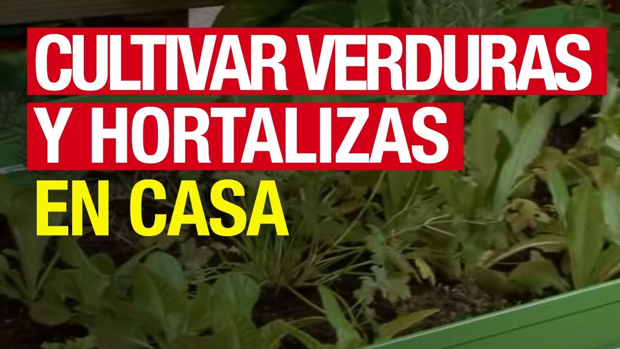 Hortalizas como que cultivan son se las y