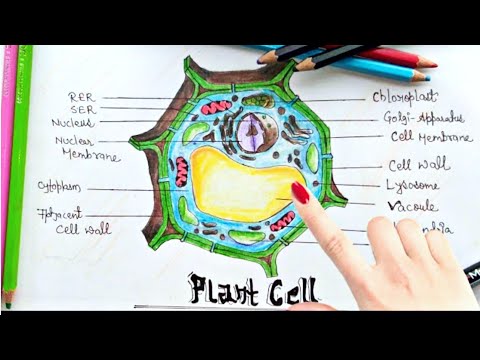 How to draw plant cell step by step tutorial for beginner - YouTube