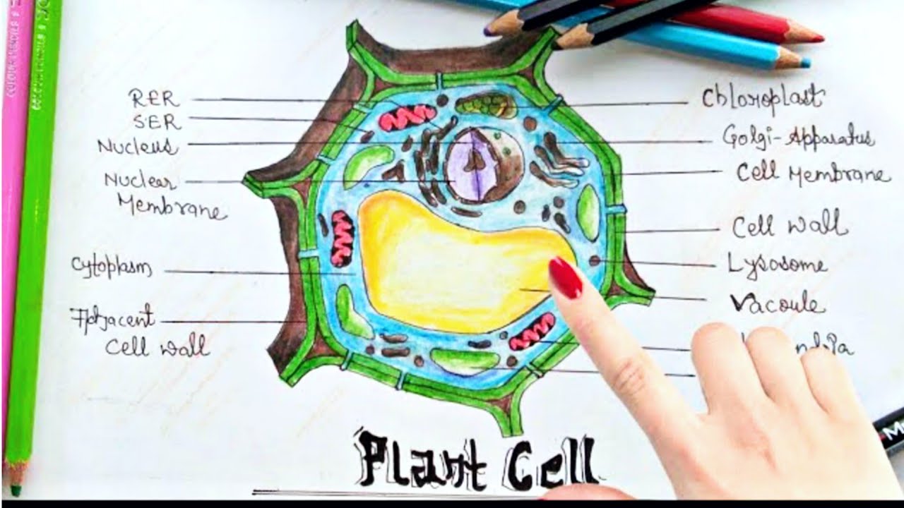 Featured image of post Cell Membrane Drawing Activity - A drawing or model of a cell membrane draw your own picture or build a model to show the arrangement of lipids in a cell membrane.