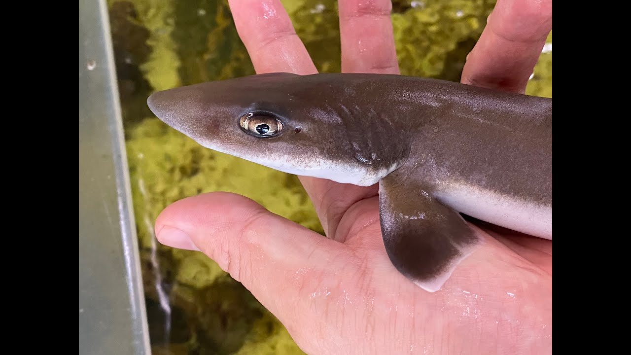 噛まないかわいいサメ ホシザメの赤ちゃんが水産にやってきたらしいので観察した Requiem Shark Youtube