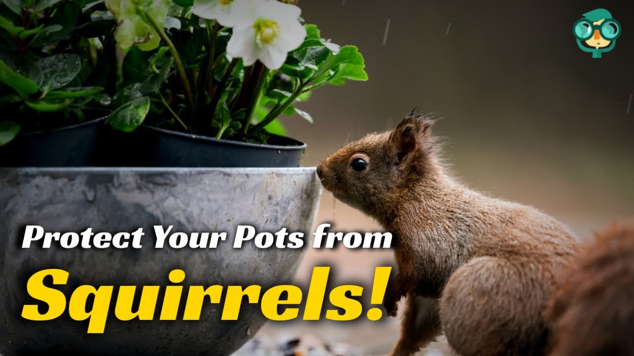 How To Stop Squirrels From Digging In Pots