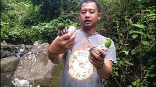 AHIRNYA PAWANG HUTAN MIKAT LAGI, SANGGAT NGEFANS SEKALI SAMA AJOSAN CHANNE DAN MOCHATAR CHANNEL🙏🙏🙏😂😂