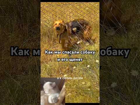 Кошка рада что мы спасли собаку и щенят #shortvideo #видосыоткота #прикол #кот #shorts #shortvideo