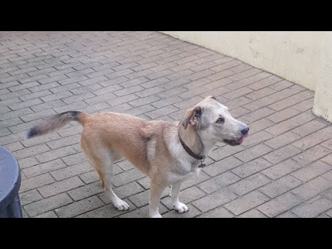 husky siberiano bebe Fun With The Monkeys