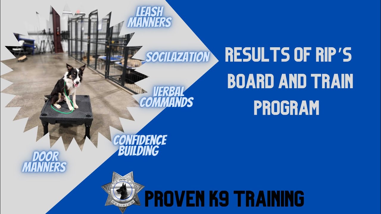 Training Rip Example Air Force Proven K9 Training Rip's Going Home Update - YouTube