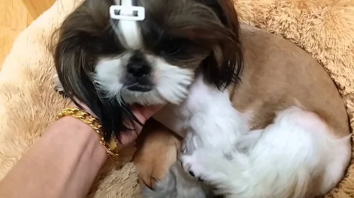 Shih Tzu GGung & SSong 435