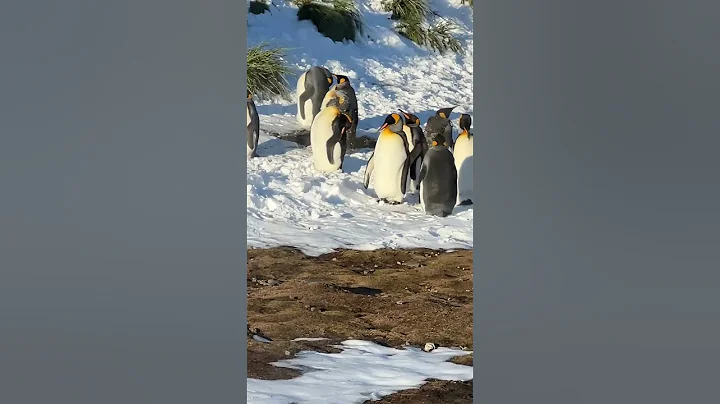 Are You Bored of Penguins Yet? South Georgia Window Life #Penguins #SouthGeorgia #AntarcticLife